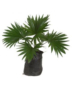 Planta palma abanico