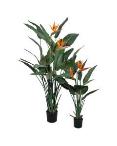 Planta Ave paraiso en bolsa 70 cm