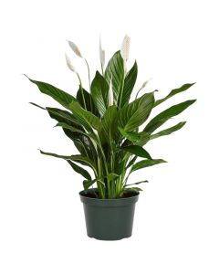 Planta Lirioo en bolsa 35 cm