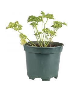 Planta Sombrero chino en bolsa 35 cm