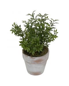 Planta Té verde en bolsa 35 cm