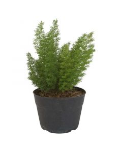 Planta esparrago meyeri en pote-14cm