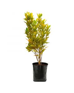 Planta Croton lluvia de oro en bolsa 50 cm