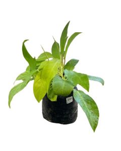 Planta filodendro amarillo. bolsa 28