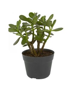 Planta jade pote 15cm diámetro. riego dos veces por semana.