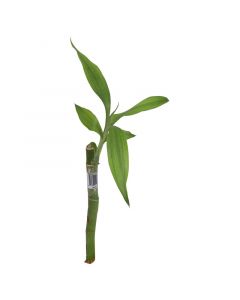 Planta decorativa bambú de 20cm