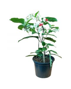 Planta Lagrima de cristo en bolsa 40 cm