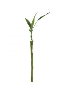 Planta decorativa bambú de 25cm