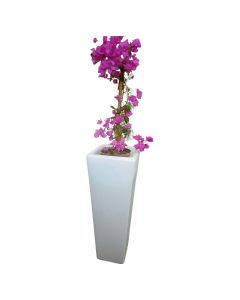 Planta Trinitaria grande en bolsa 40 cm