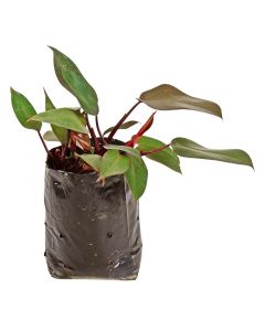 Planta filodendro morado-bolsa 28