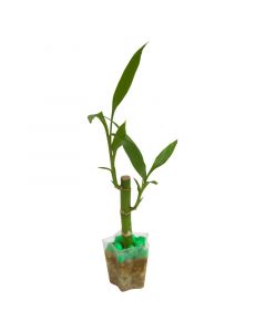Planta decorativa-bambú con envase estrella
