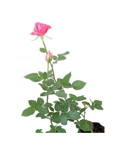 Planta Roelia rosada en bolsa 60 cm
