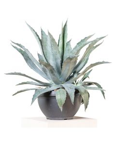 Planta Agave en bolsa 45 cm