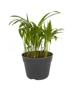 Planta mini palmar, decorativa interior-exterior.