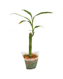 Planta decorativa-bambú con envase triangular