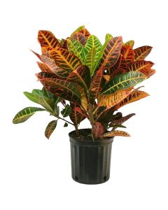Planta Croton enano en bolsa 50 cm