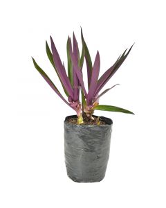 Planta Barquito en bolsa 30 cm