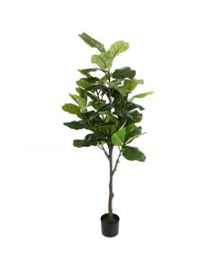 Ficus de hoja grande 85 cm Basic Living