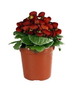 Planta Zapatito la reina en bolsa 50 cm