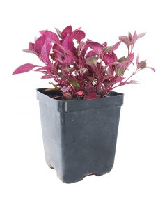 Planta Vinotinto en bolsa 40 cm