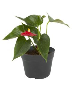 Planta enana cala (hojas verdes con floración roja). pote 14
