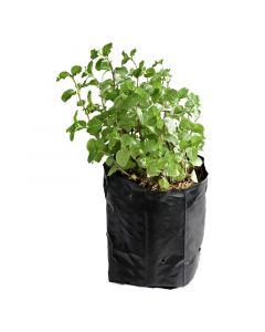Planta-menta en bolsa 20x20, planta aromática y de cocina