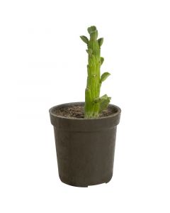 Planta de sol-cactus baby. de varias especies.