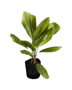 Planta-palma totumas. bolsa 28cm diámetro.