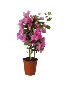 Planta Trinitaria enana en bolsa 40 cm