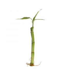 Planta decorativa bambú de 15cm