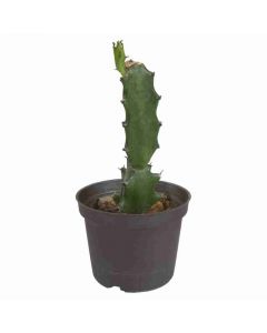 Cactus pote 12 varios riego 1 semana