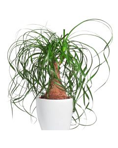 Planta Palma cebolla en bolsa 40 cm