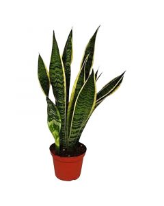 Planta Lengua suegra gigantes en bolsa 70 cm
