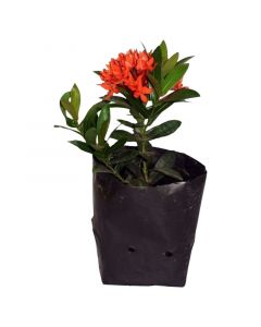 Planta Ixora lacre en bolsa 50 cm