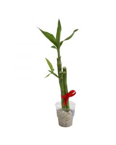 Planta decorativa-bambú trio con envase redondo